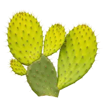 Ekstrakt stabljike kaktusa (nopal) 10:1