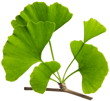 Ginko biloba