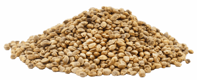 Proteini konoplje