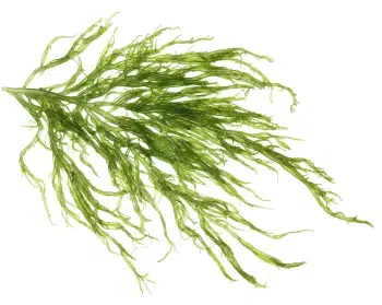 Ekstrakt algi kelp