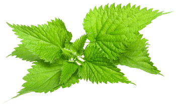 Ekstrakt lista koprive