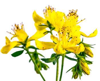 Ekstrakt gospine trave