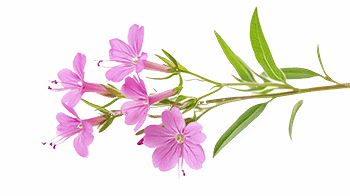 Ekstrakt obične vrbe